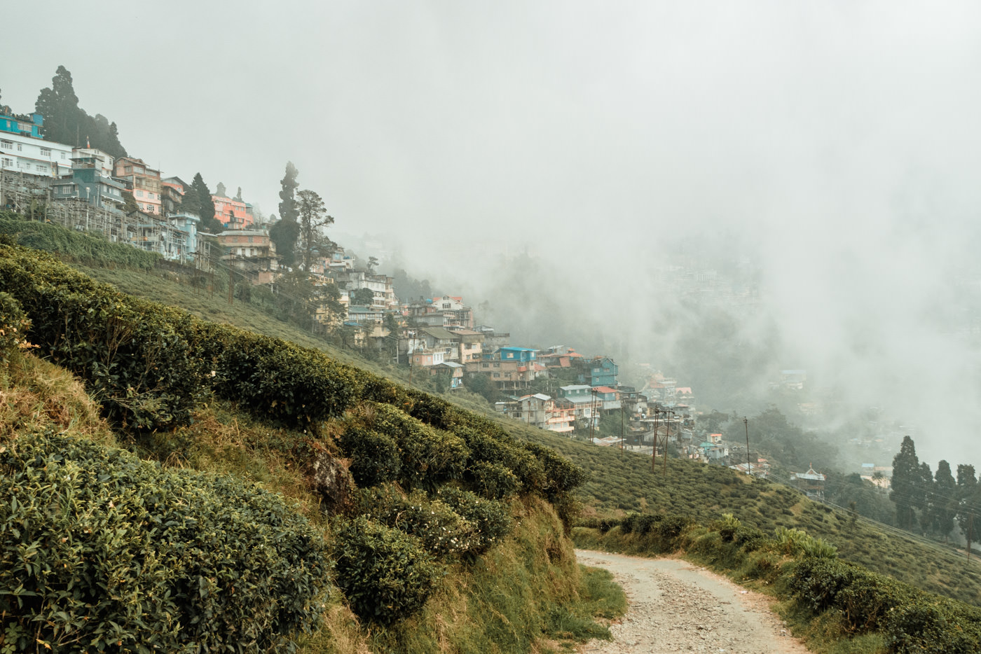 Teeplantage in Darjeeling, Indien