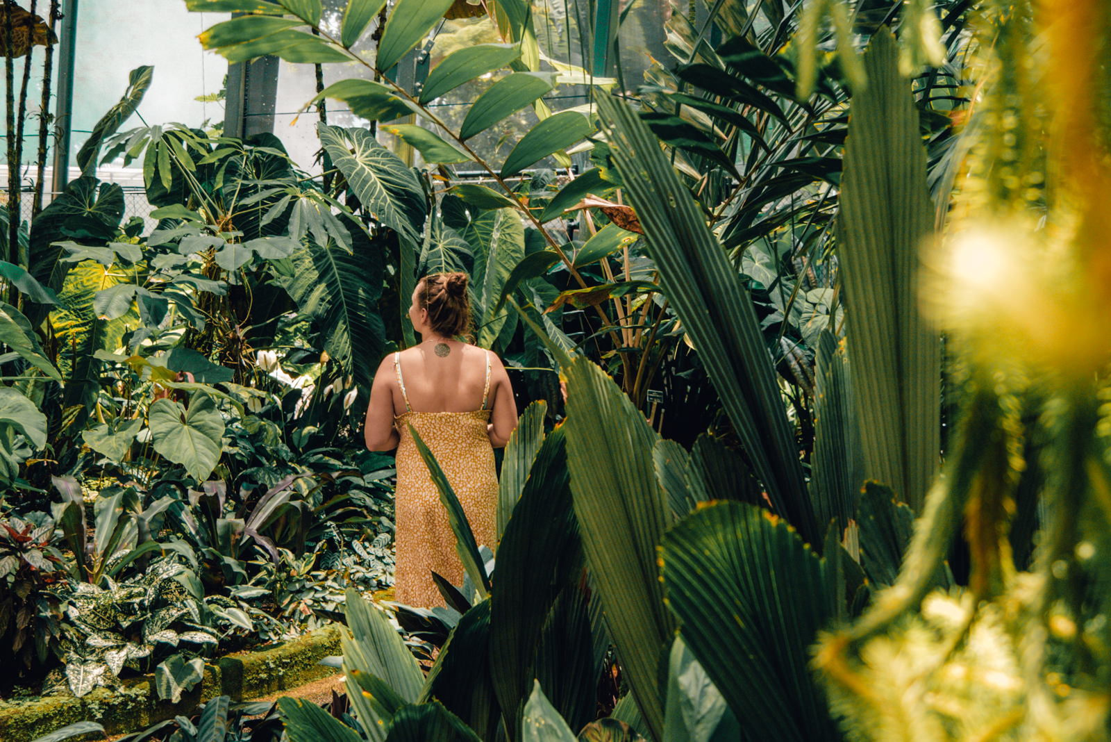 Botanischer Garten in Cairns, Queensland