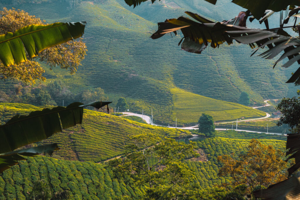 Teeplantage in den Cameron Highlands in Malaysia
