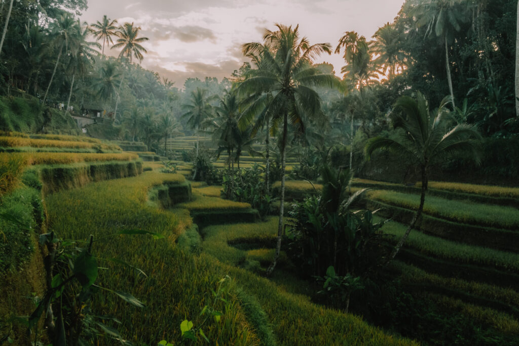 Reisfelder auf Bali zum Sonnenaufgang