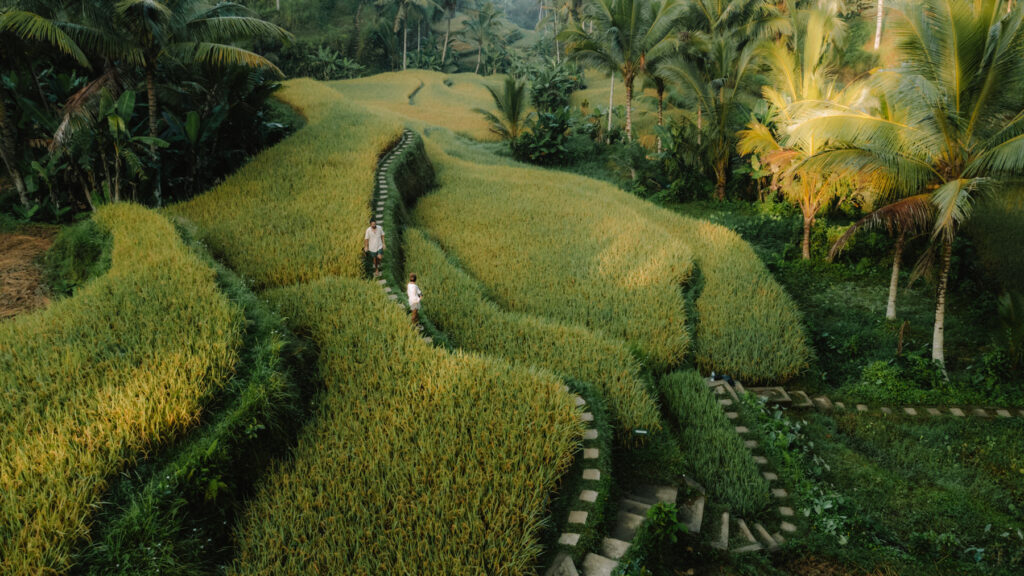 Wir im Reisfeld auf Bali