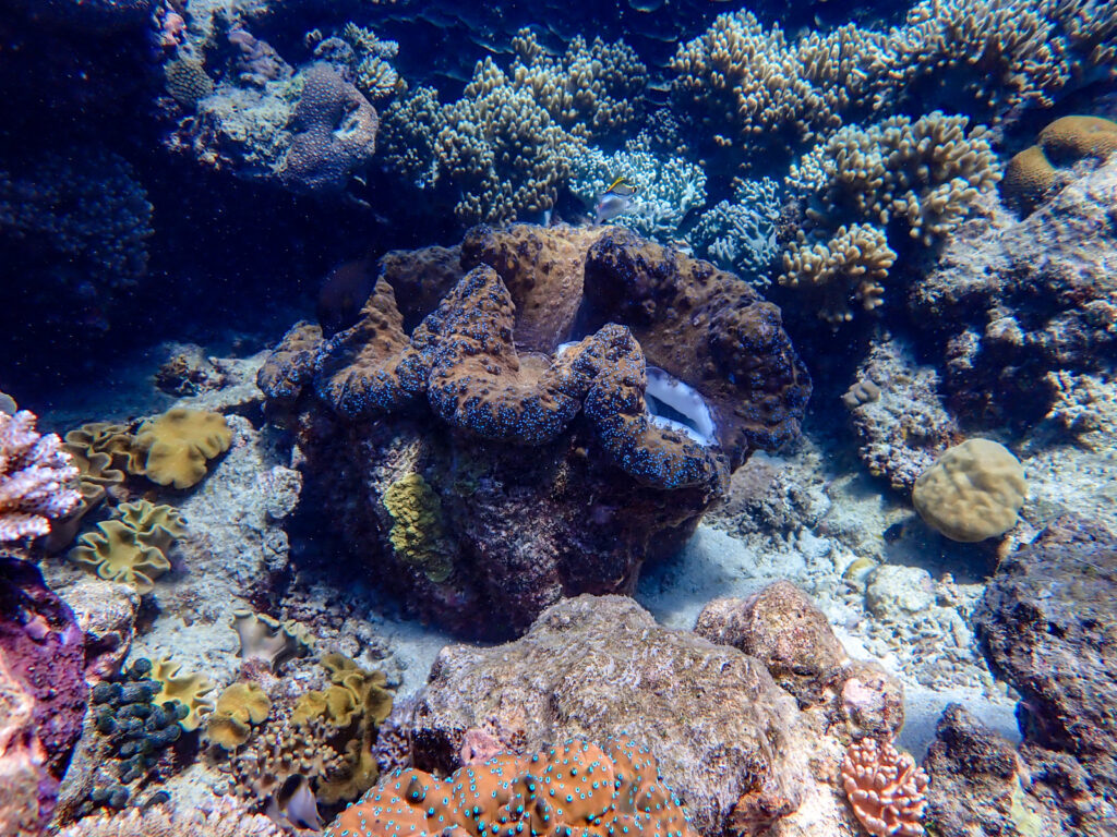 Unterwasserwelt des Great Barrier Reefs