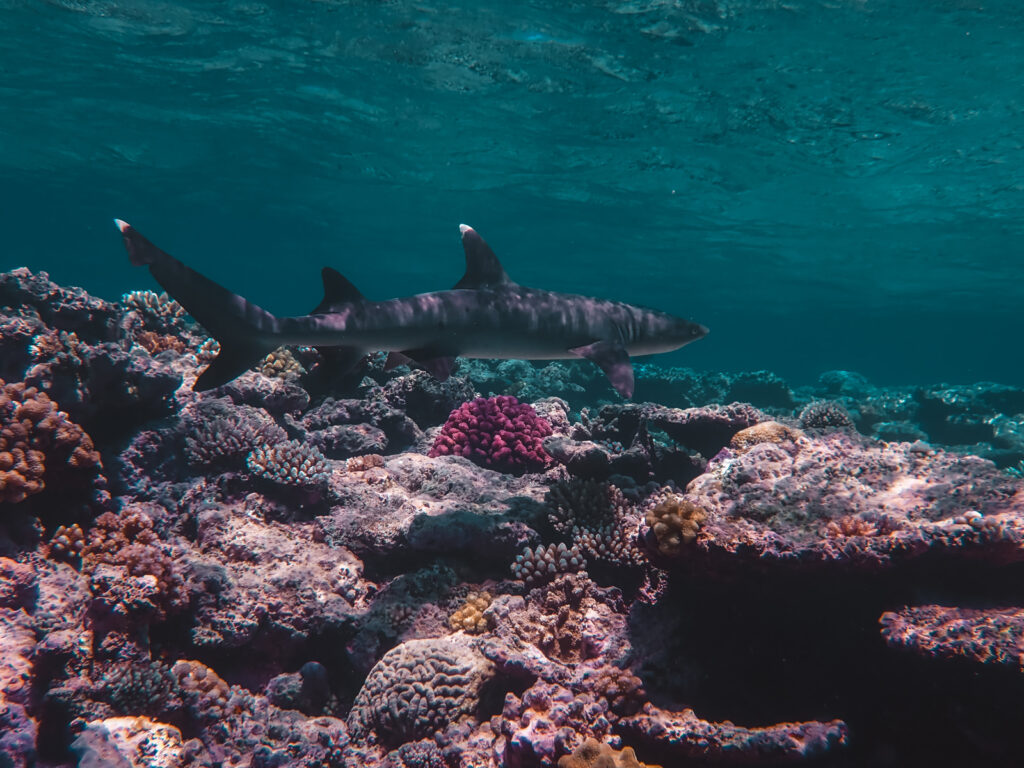 Whitetip Reefshark am Great Barrier Reef