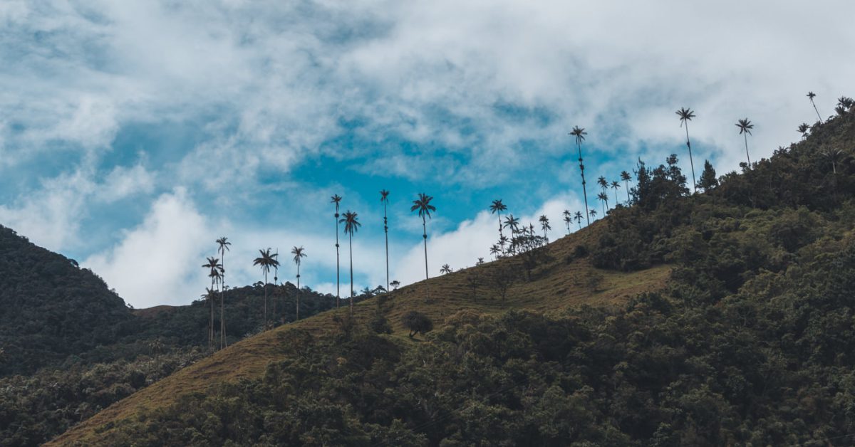 Blick auf die Wachspalmen im Valle de Cocora