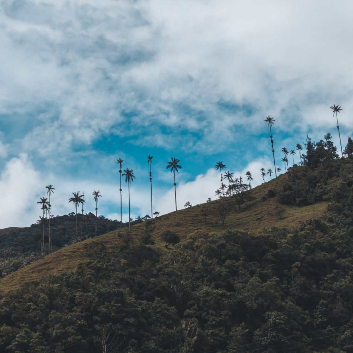 Blick auf die Wachspalmen im Valle de Cocora