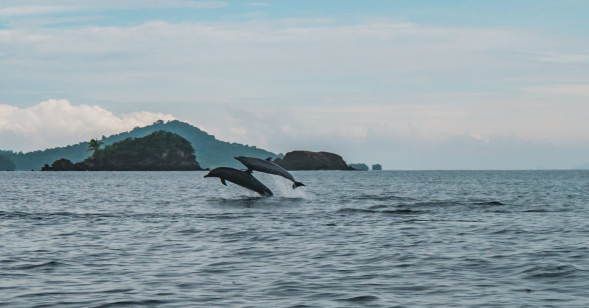 Delfine im Coiba Nationalpark in Panama