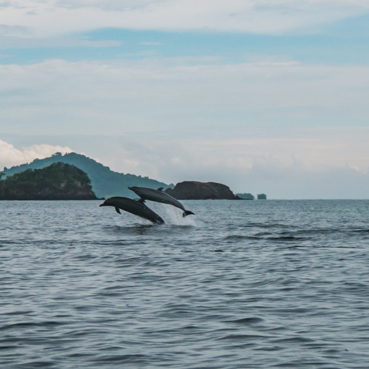 Delfine im Coiba Nationalpark in Panama