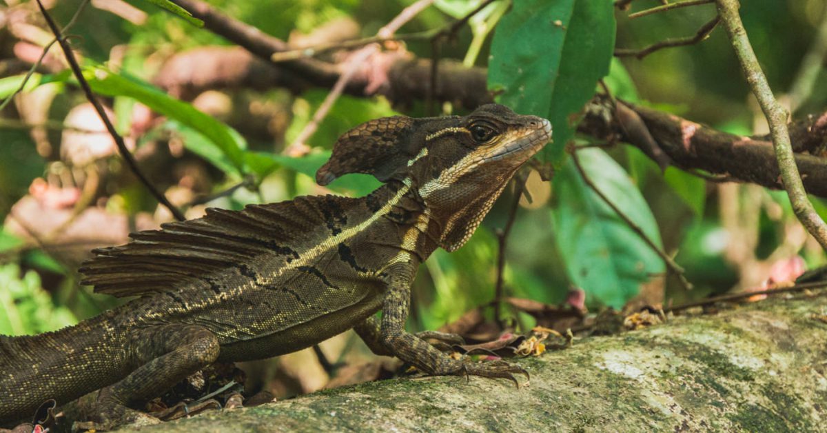 Echse im Manuel Antonio Nationalpark