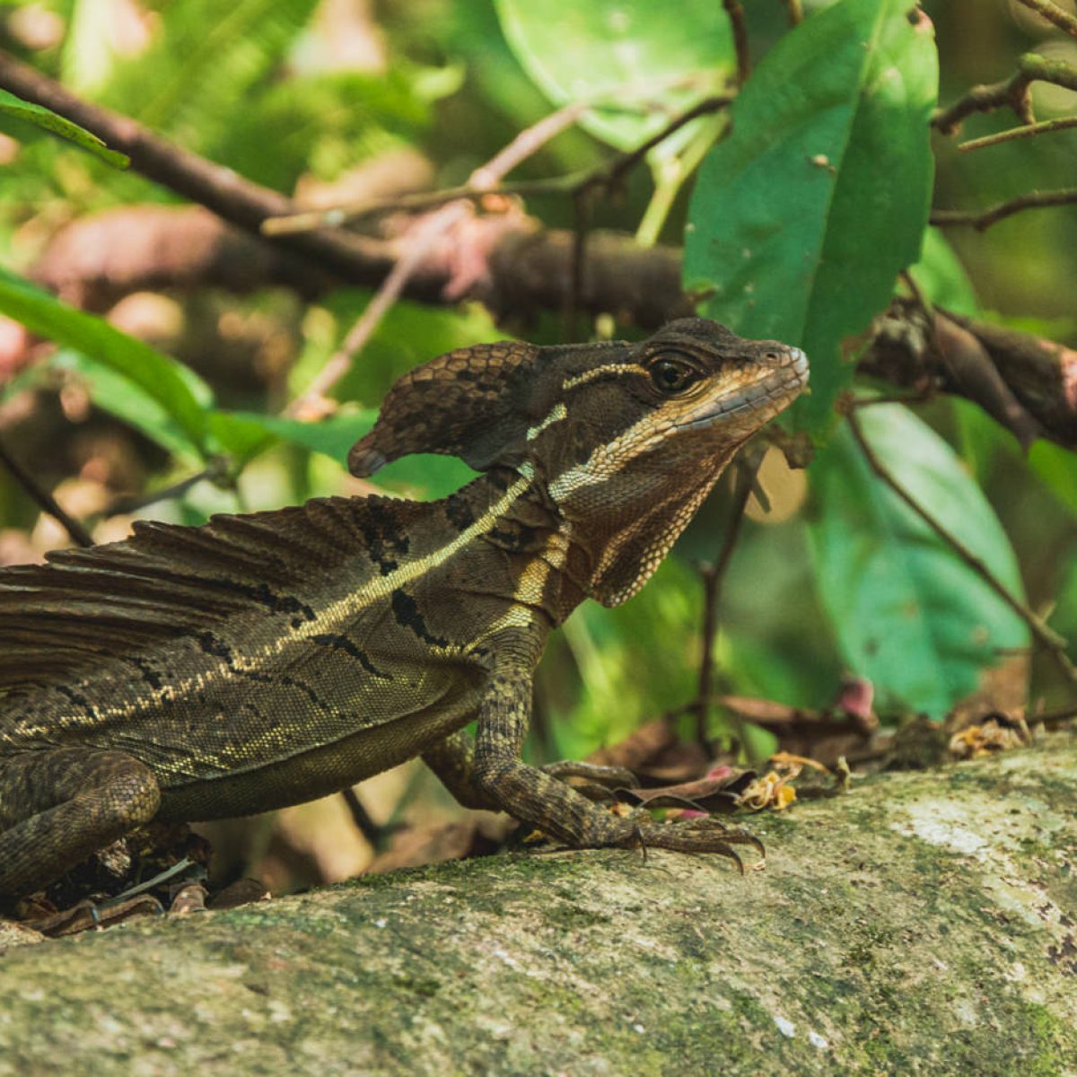 Echse im Manuel Antonio Nationalpark