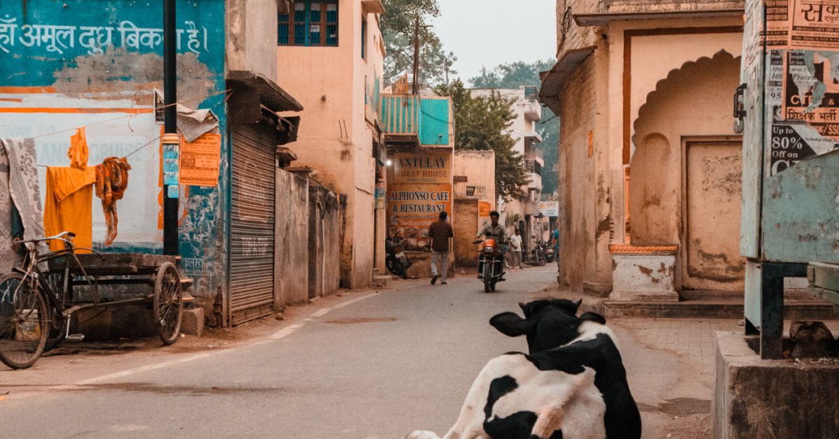 Kuh auf der Straße in Varanasi