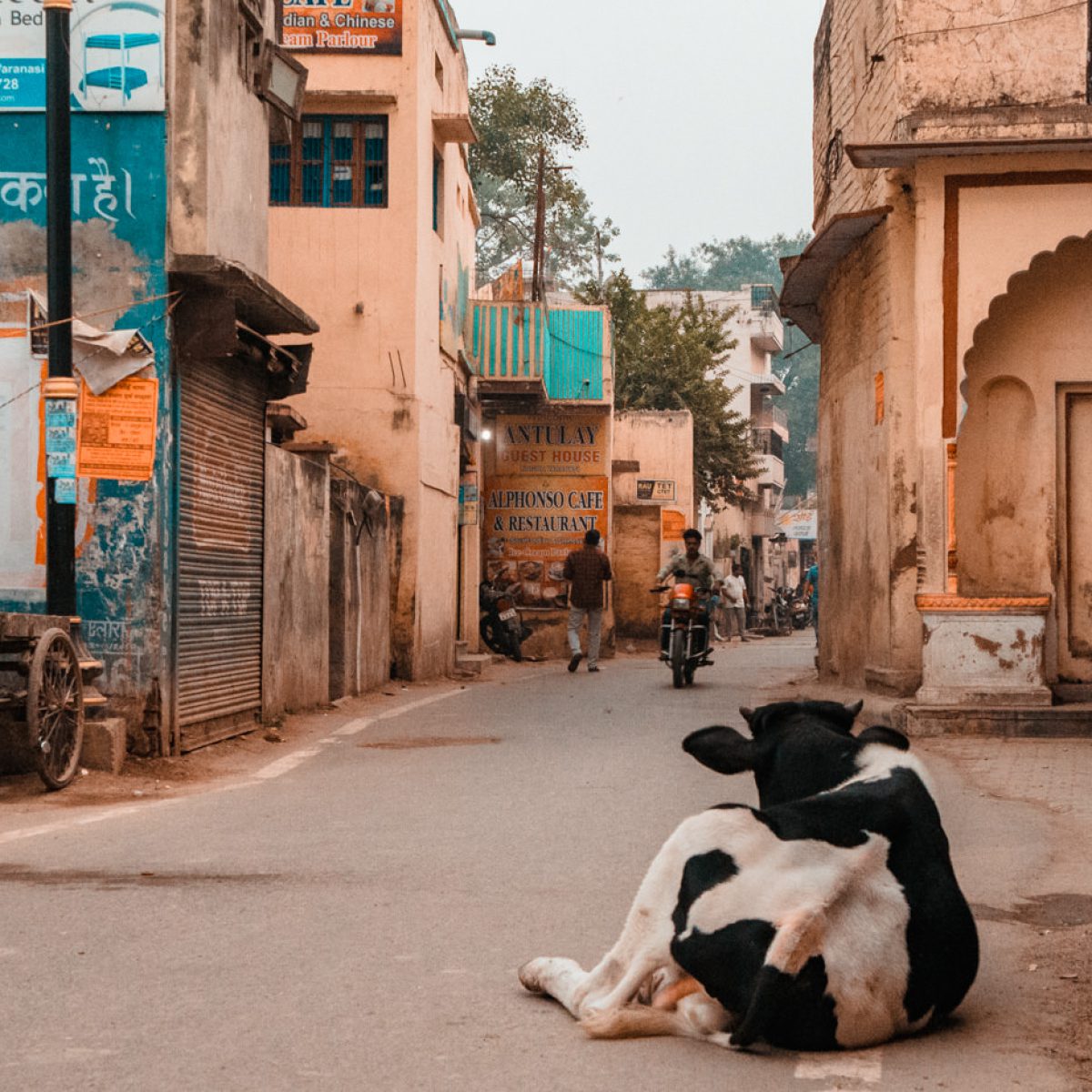 Kuh auf der Straße in Varanasi