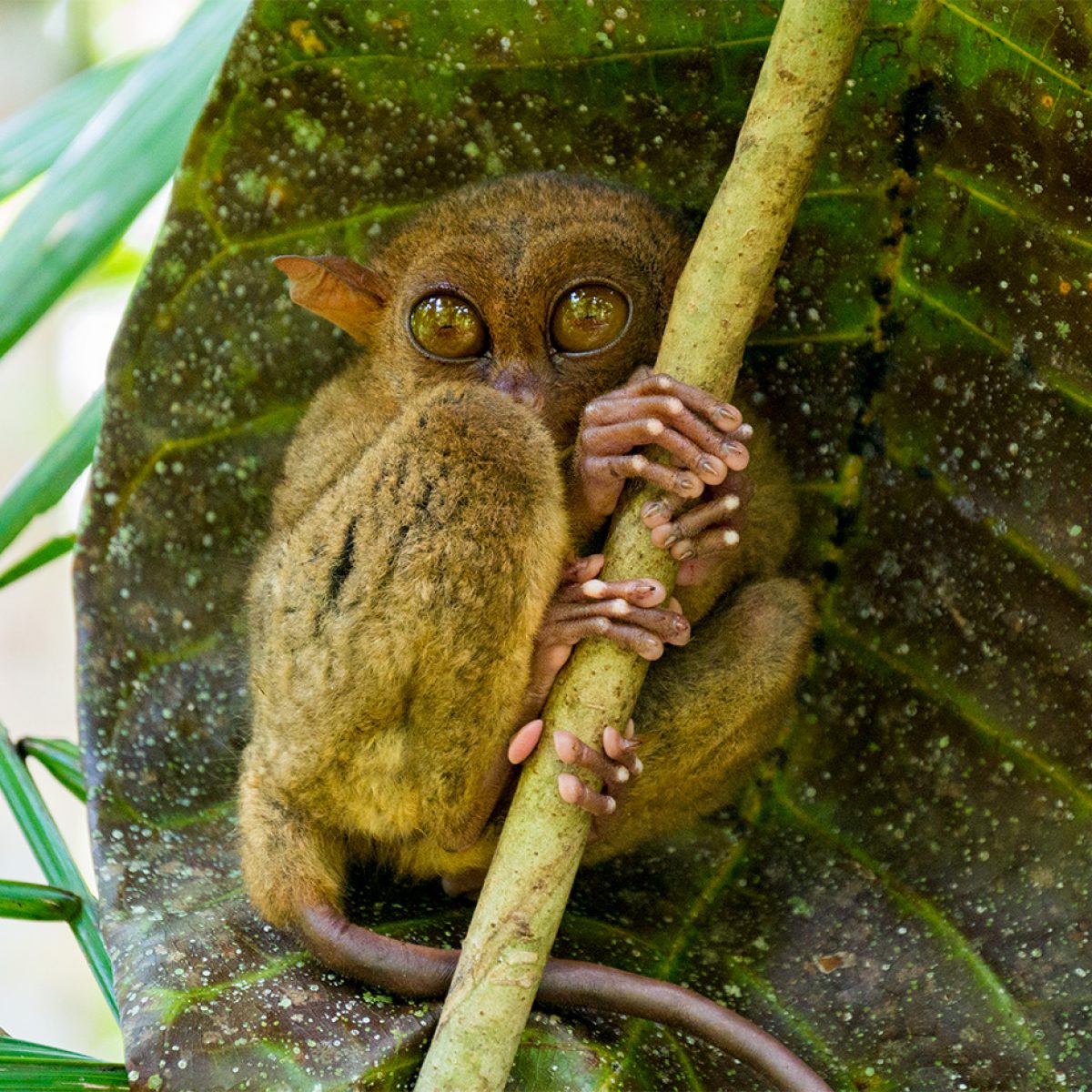 Die süßen philippinischen Koboldmakis auf Bohol